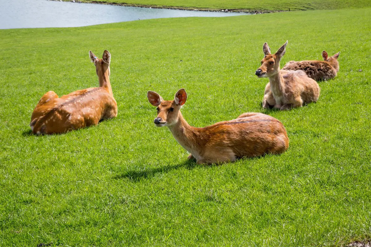 Barasingha deer resting on the grass.
