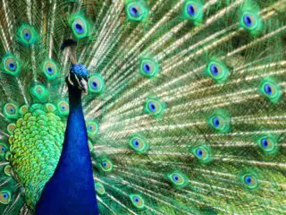 Peacock bird as very nice animal background.
