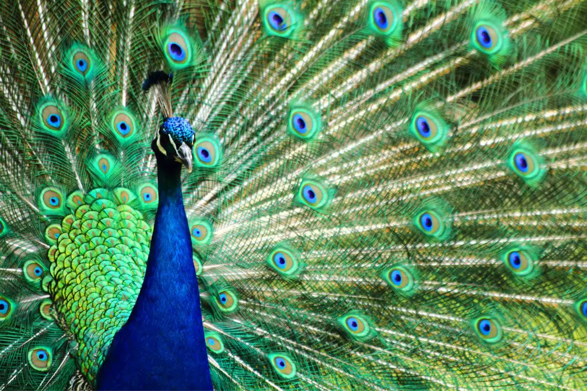 Peacock bird in a very nice animal background.