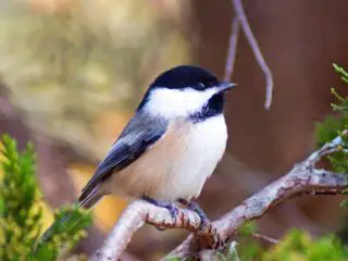 A chickadee perched in a tree waiting for its turn at the feeder.