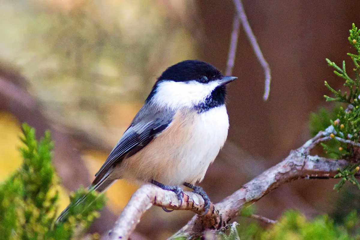 A chickadee perched in a tree waiting for its turn at the feeder.