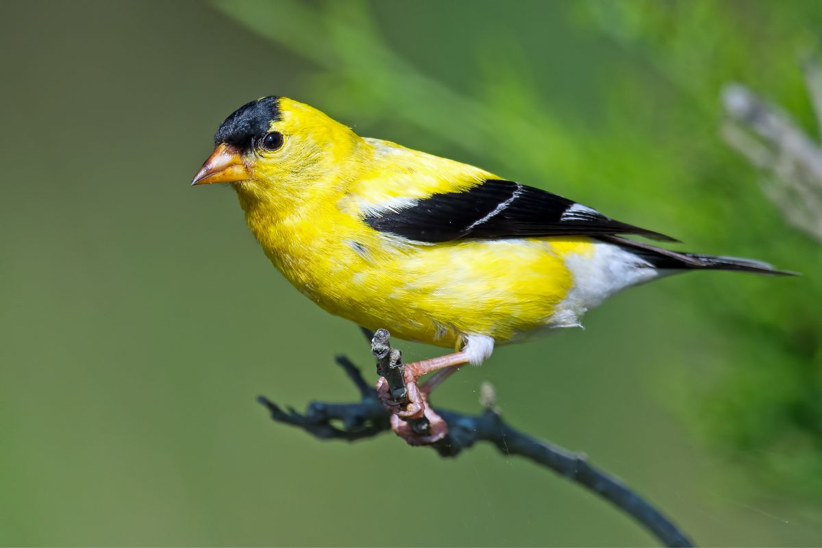 American goldfinch on a tree branch.