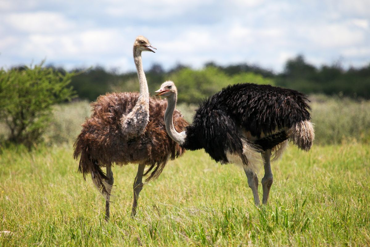 Male and female ostriches in a southern african grassland.