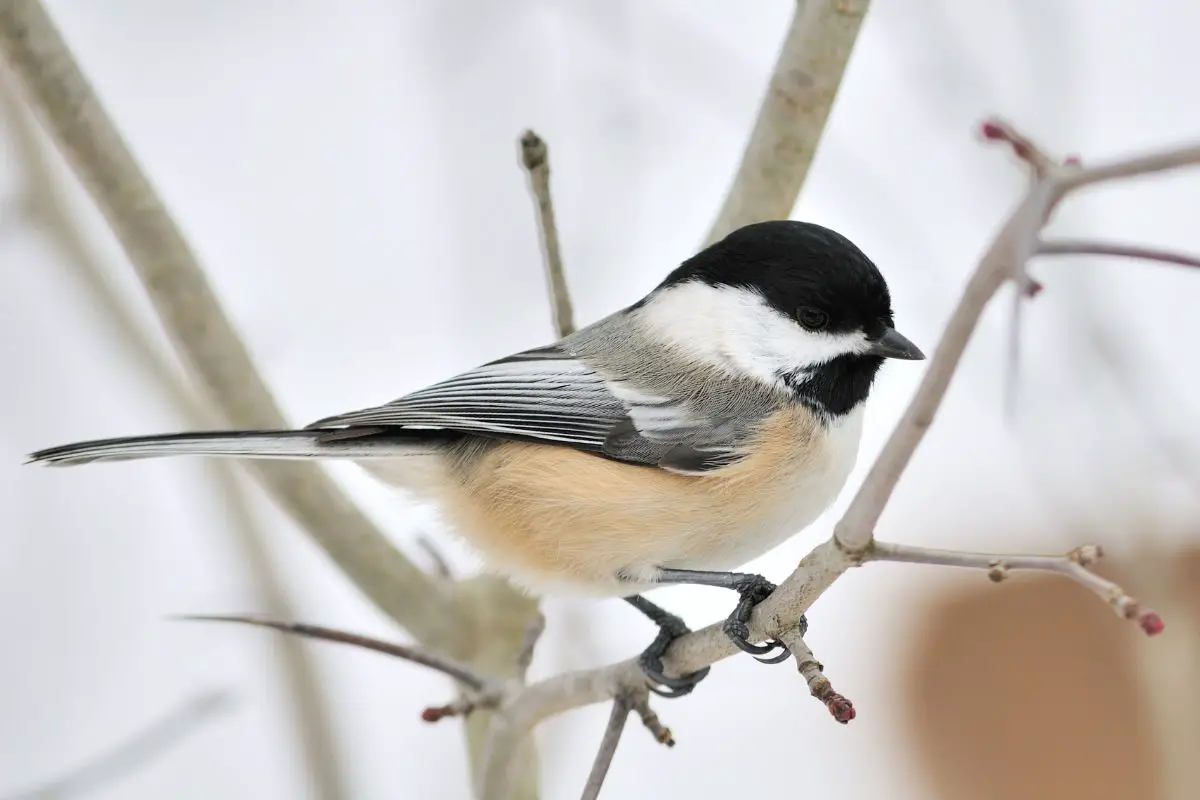 Black capped chickadees perched on a tree branch.