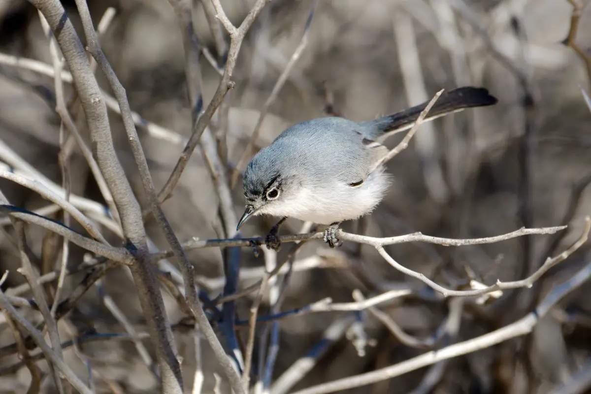 Black-tailed gnatcatcher foraging for food.