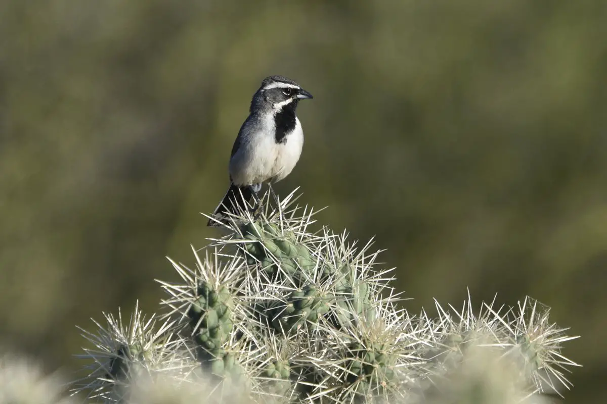 Black-throated sparrow perched on a cholla.