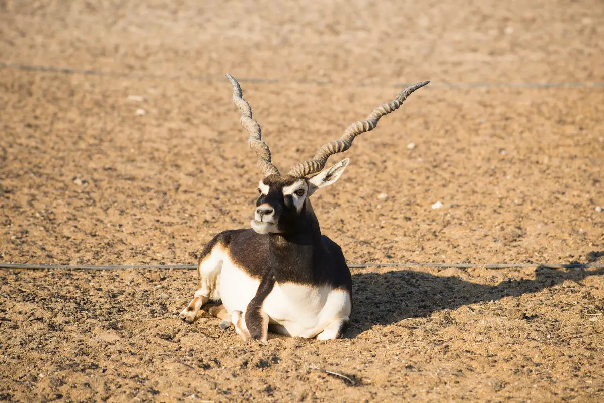 A blackbuck or Indian antelope resting on the ground.