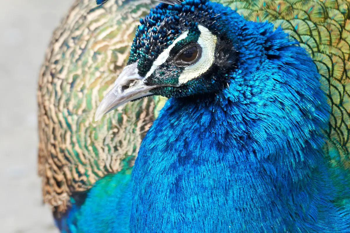 A close-up photo of a blue peafowl.