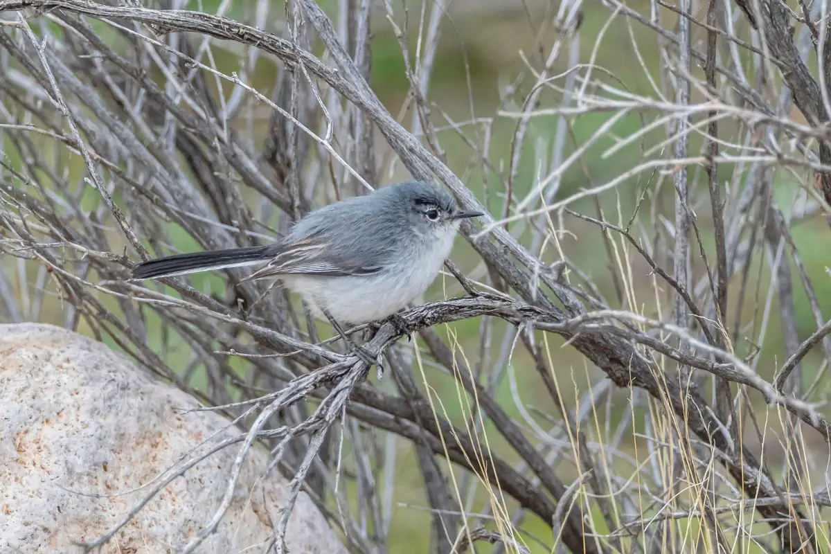 Blue-gray gnatcatcher perched on a dead tree branch.