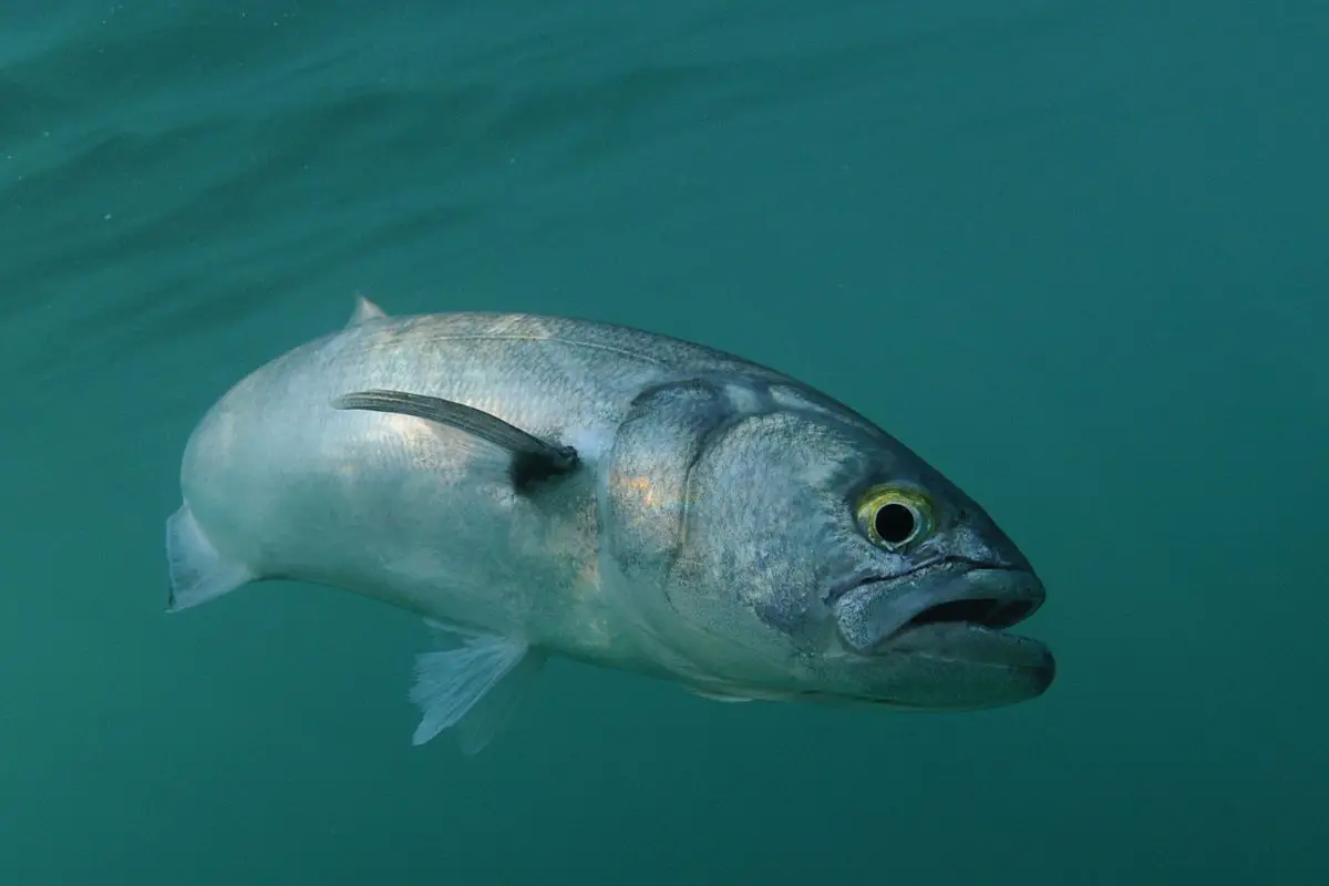 Bluefish is swimming in ocean.