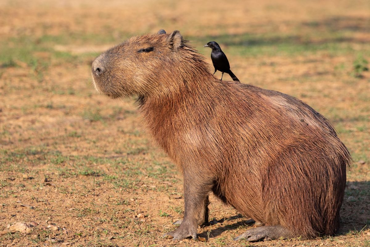 Capybara on the bank of a river.