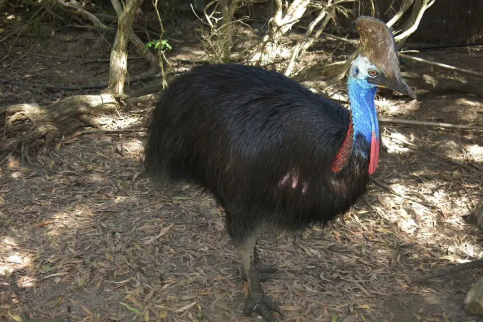 11 Birds Similar to an Ostrich | NatureNibble