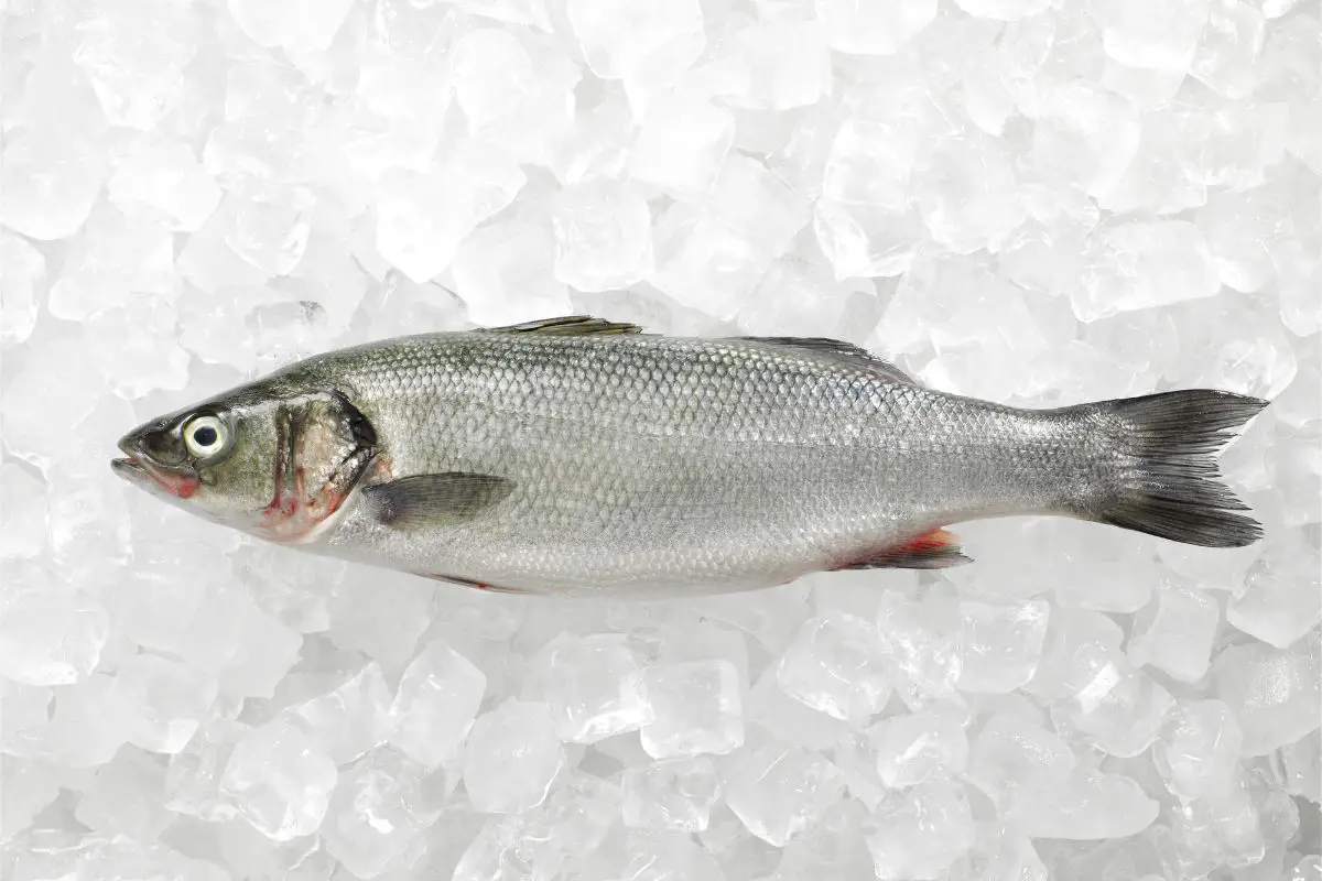 Sea bass on a white background.