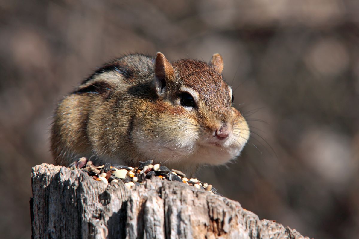 A chipmunk with it's cheeks filled with nuts.