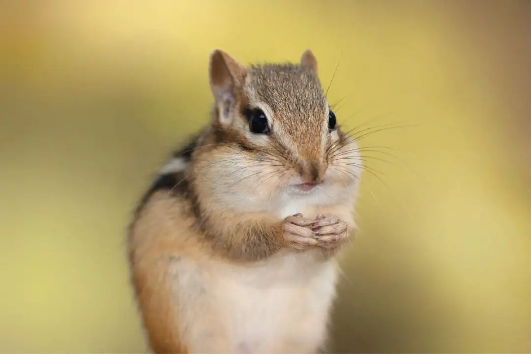 15 Animals Similar to a Squirrel NatureNibble