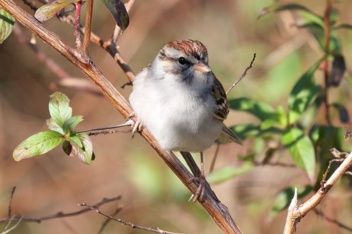 Chipping sparrow resting on a branch.
