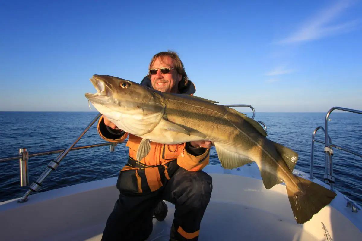 Photo of big atlantic cod with a happy fisherman.