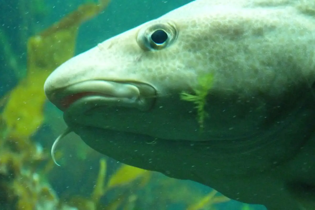 Head of a large cod in an aquarium.