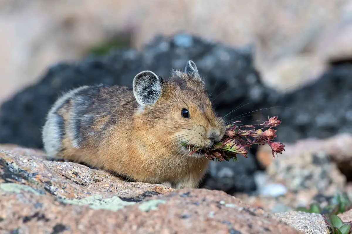 A pika in the rocky mountains.