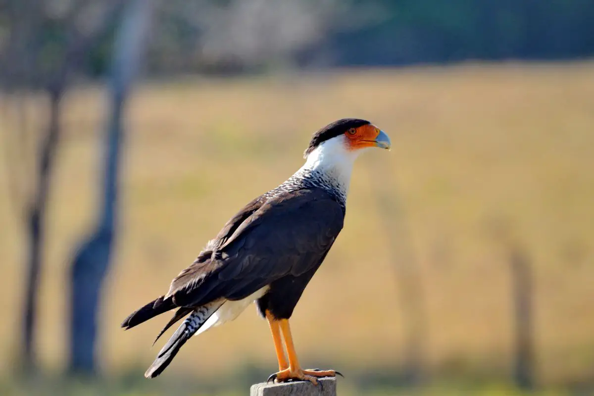 Crested caracara route to Corcovado national park.