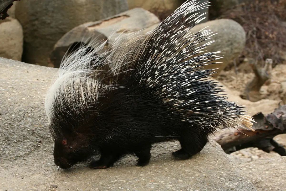 A young crested porcupines sniffing a food.