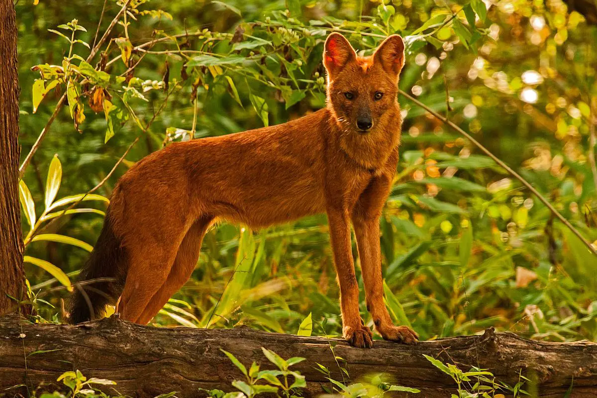 Dhole Indian wild dog standing on a log.