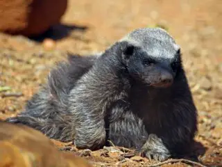 A honey badger sitting in a funny pose.