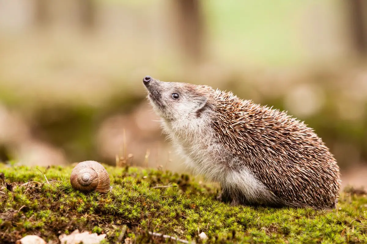 31 Animals Similar to Porcupines - NatureNibble