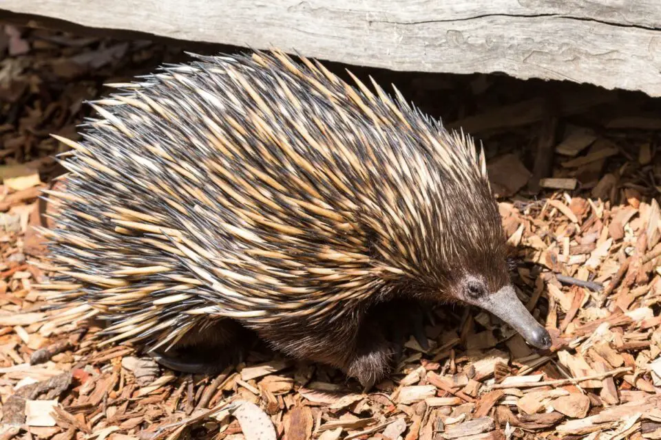 31 Animals Similar to Porcupines - NatureNibble