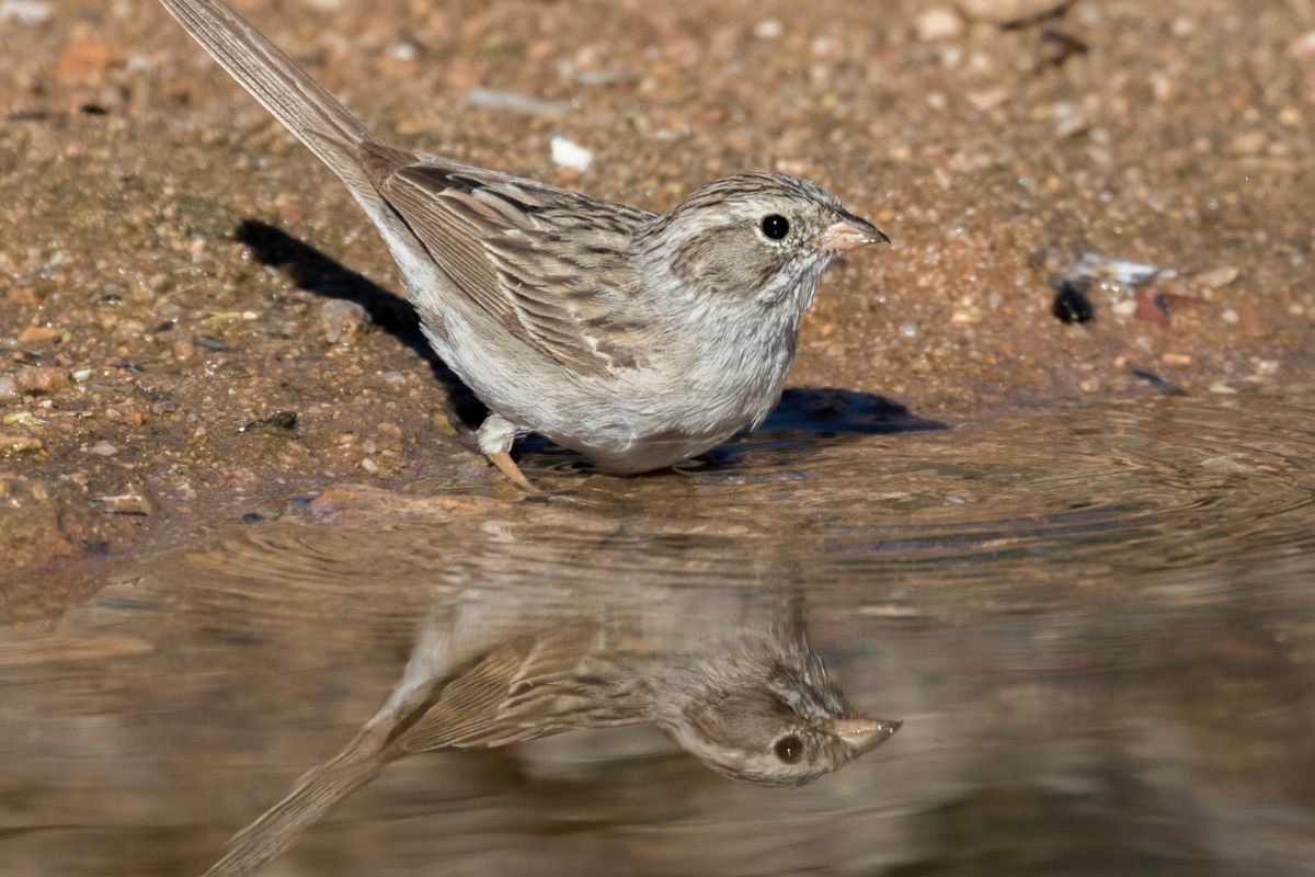Brewer's sparrow with reflection in water.