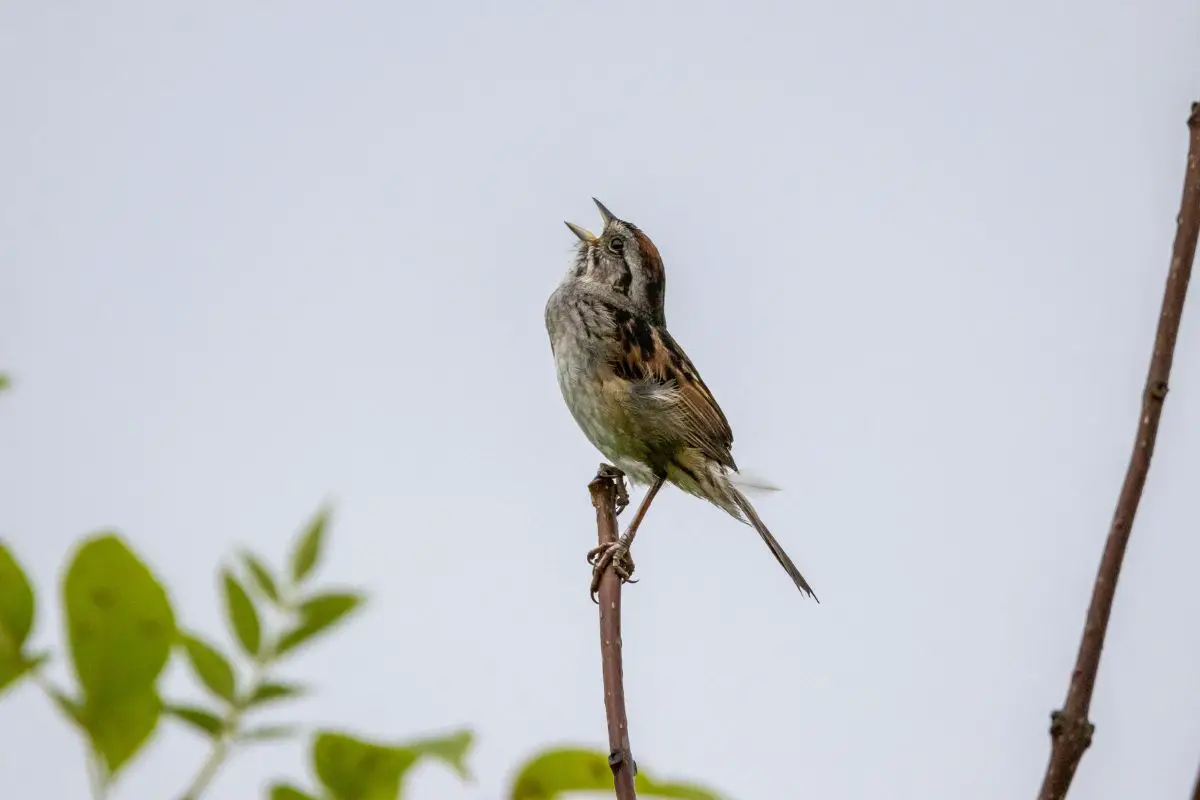 A male field sparrow singing in the late evening light.