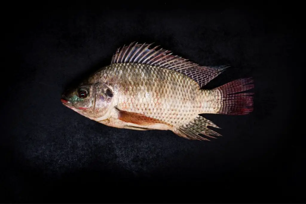 17 Fish Similar to Tilapia NatureNibble