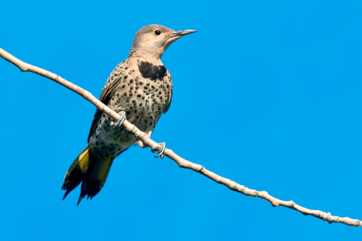 Northern flicker perched on a branch.