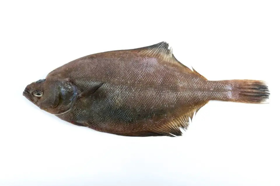 15 Fish Similar to Halibut NatureNibble