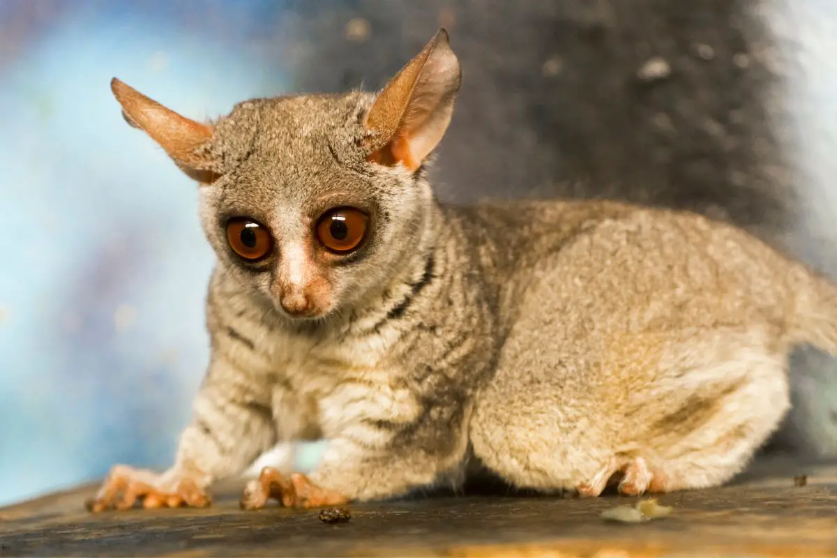 Senegal bushbaby or galago resting on a wooden table.