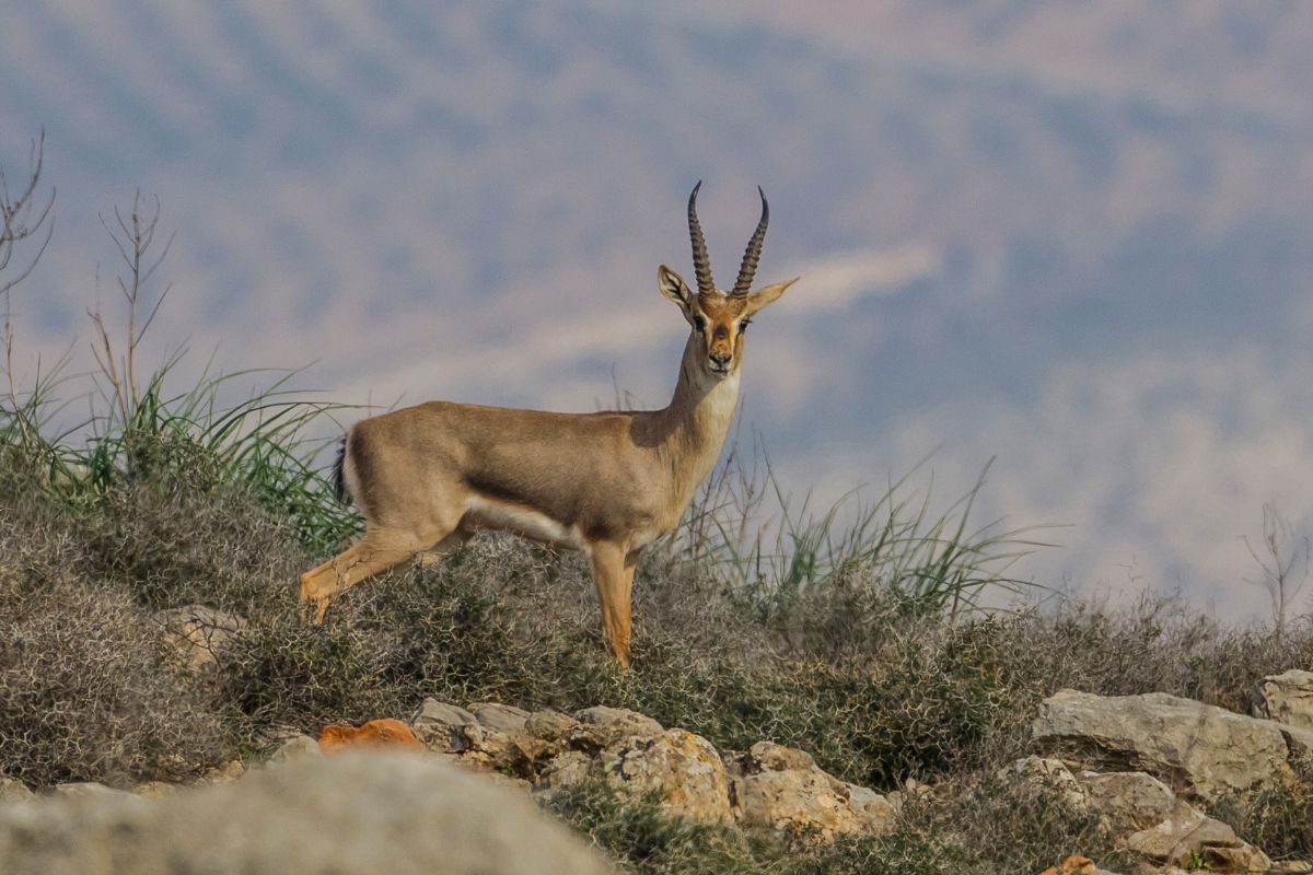 Mountain gazelle lives in the mountainous part of hatay province.