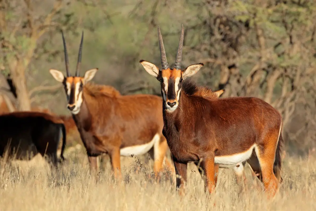 Sable antelopes in natural habitat.
