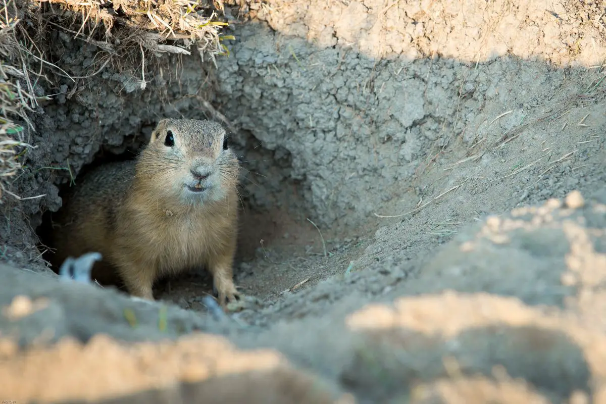 Gopher looks out of the hole.
