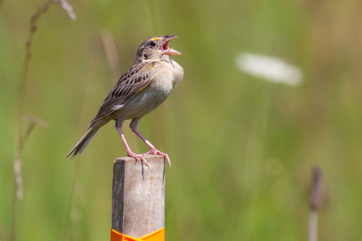 Grasshopper sparrow singing from a stake.