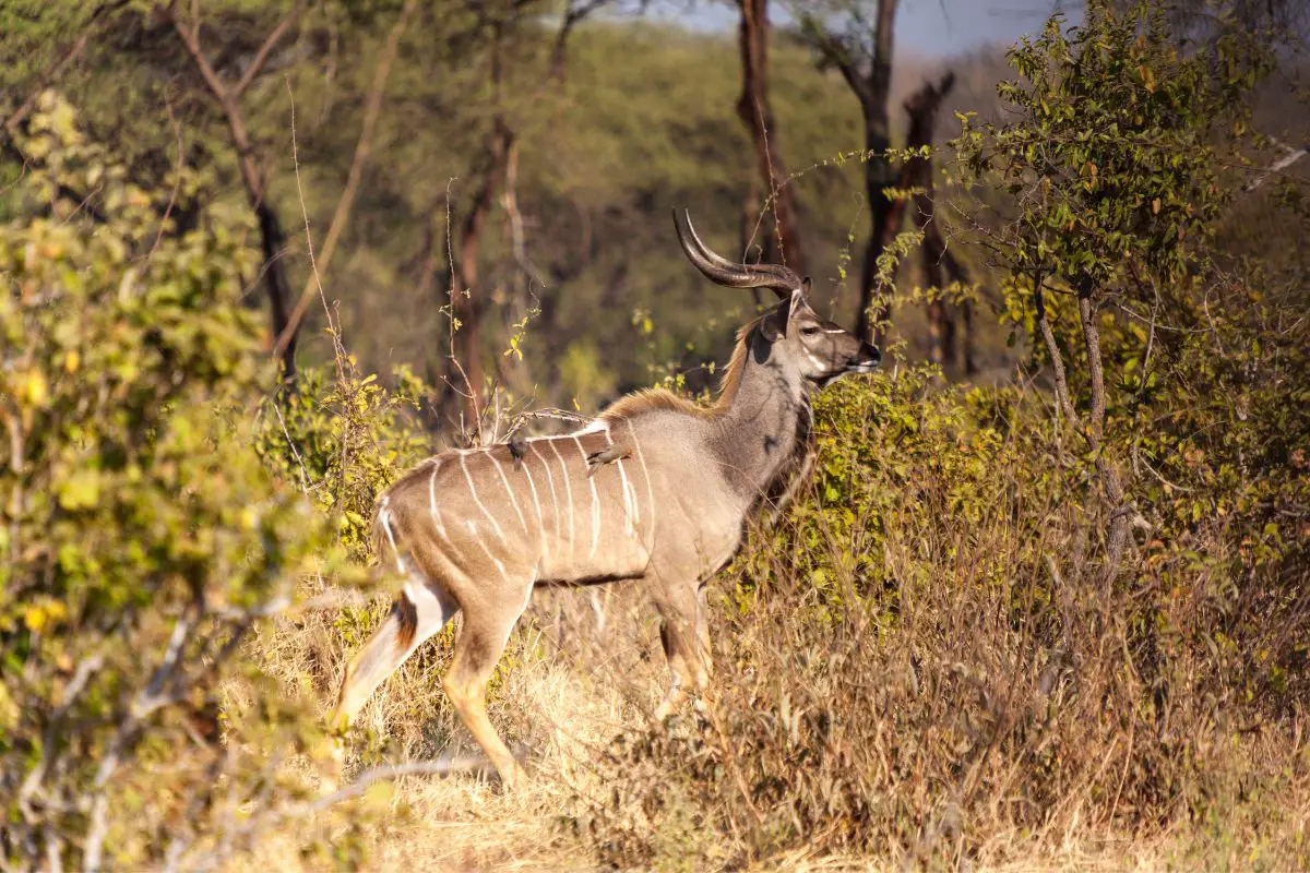 Grazing great kudu in the wild.