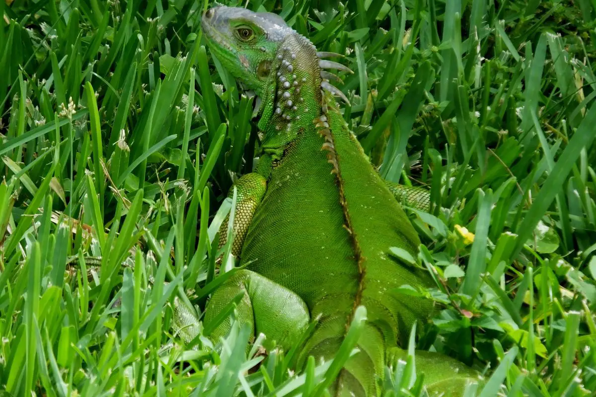 Green iguana resting on the grass.