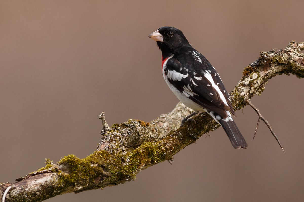 A rose-breasted grosbeak perched on a tree branch.
