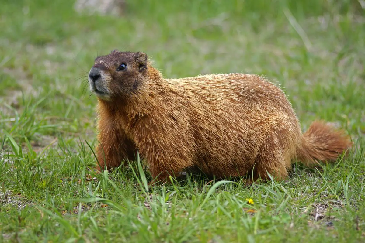 A groundhog feeds on an open grassy area.