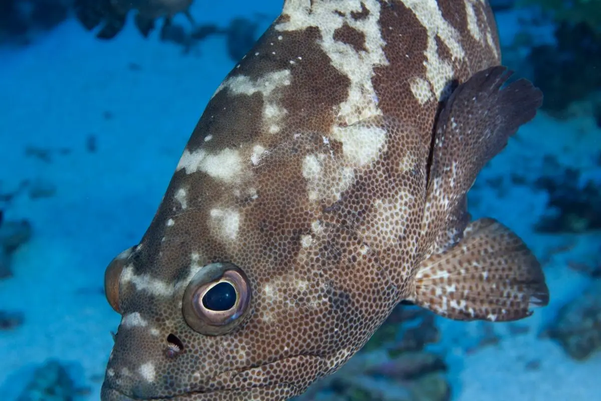 Marbled grouper fish.
