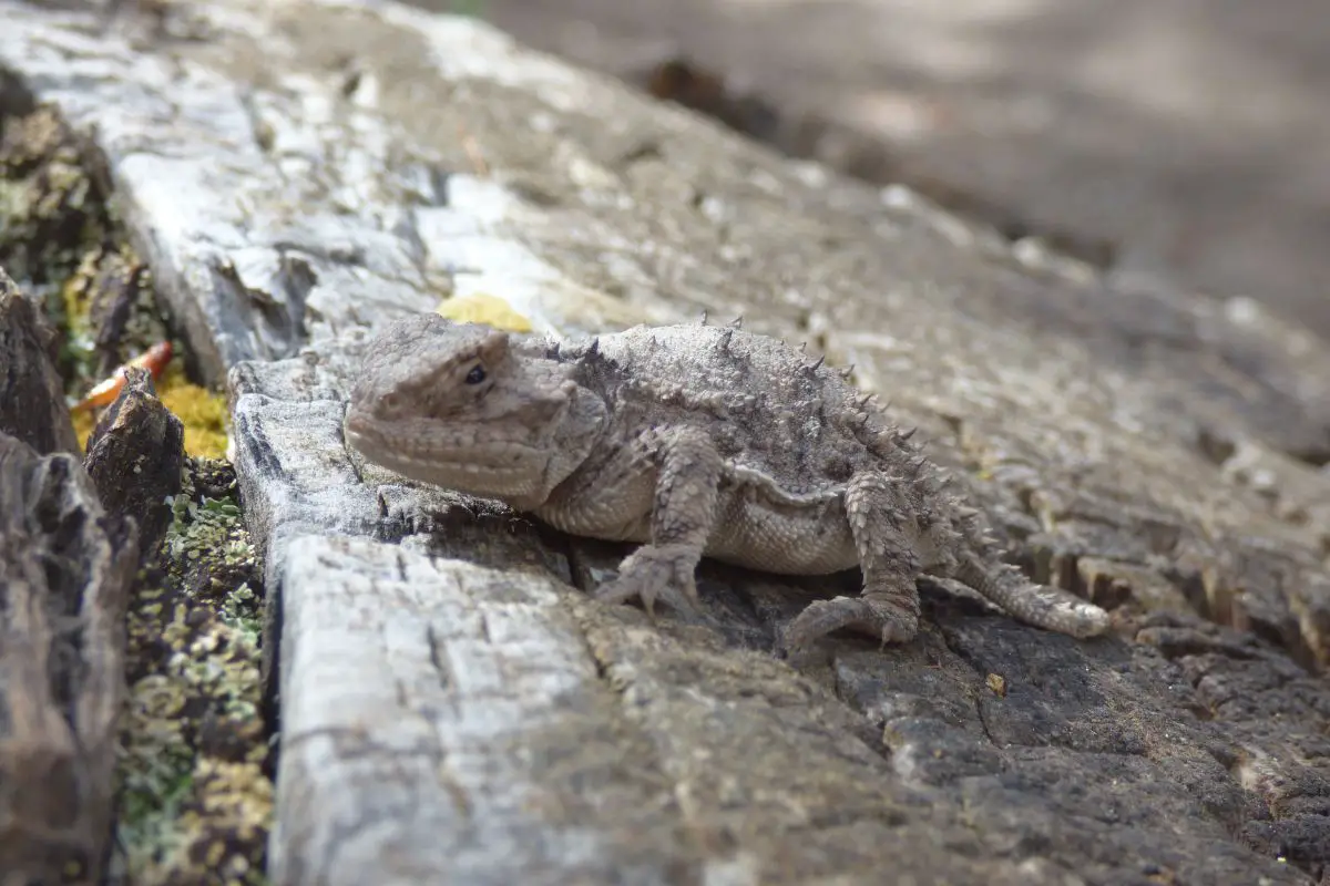 Horned toad on a log.