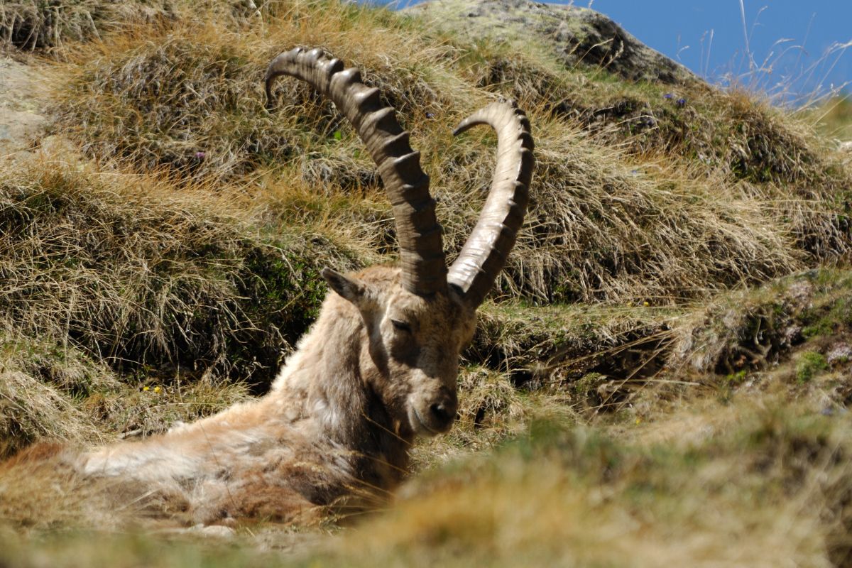 A portrait photo of resting alpine ibex.