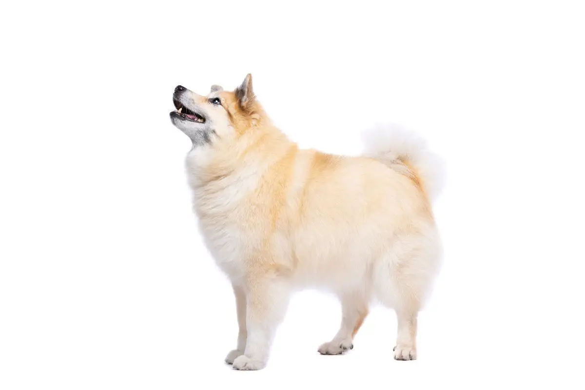 Icelandic Sheepdog in front of a white background.