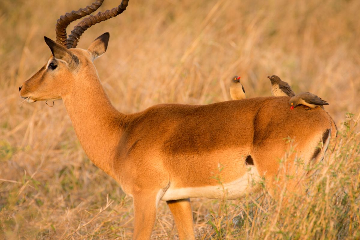 Impala roaming in the field in South Africa.