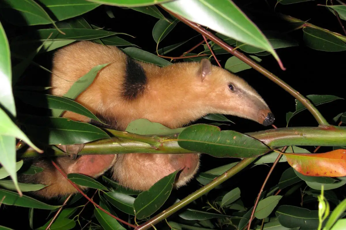 Lesser anteater on a branch of tree.