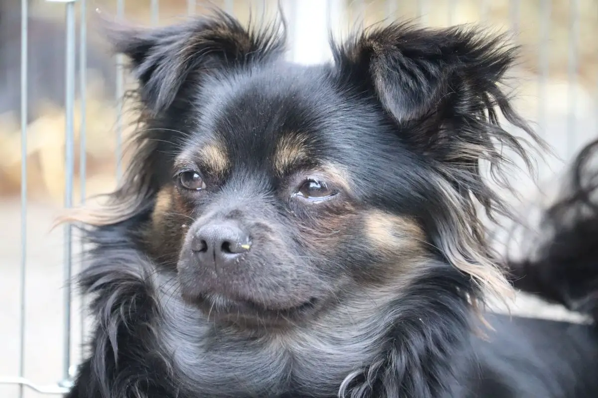 Portrait of a Long-Haired Chihuahua.